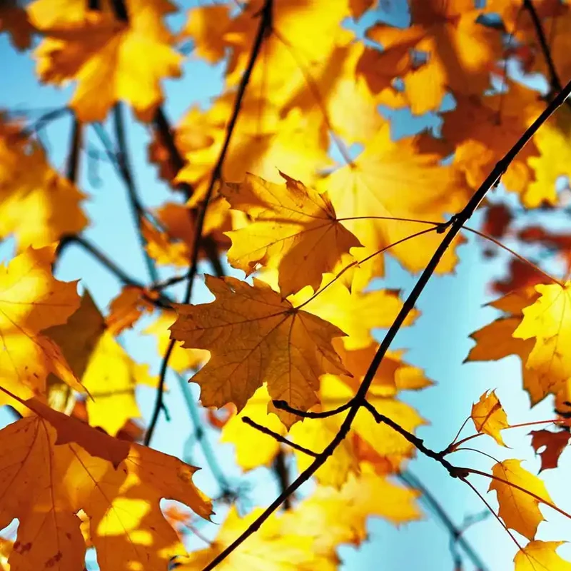 Wireless Restaurant Buzzer Pager 30 Coasters Paging Guest Calling System Waterproof for Coffee Dessert Burger Shop Food Truck