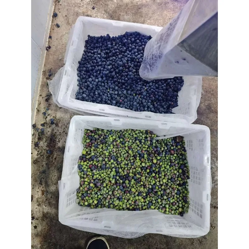 Commercial Fruit Color Sorter Blueberry Optical Sorting Machine for Farm
