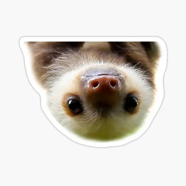 Cute Baby Sloth  5PCS Stickers for Room Cute Home Cartoon Laptop Background Water Bottles Print Kid Stickers Window Anime Decor