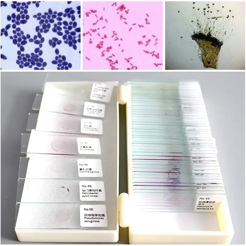 50pcs Microscope Glass Microbial Bacterial Fungi Mold Actinomycetes Specimen Slides Accesorio Telescopio Microscopio Laboratorio
