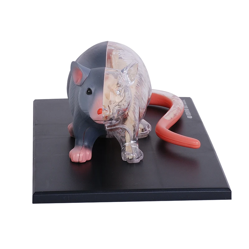 4D Vision Rat Animal Anatomy Model Detachable Full Skeleton Laboratory Education Classroom Equipment Fame Master Puzzle Kids Toy