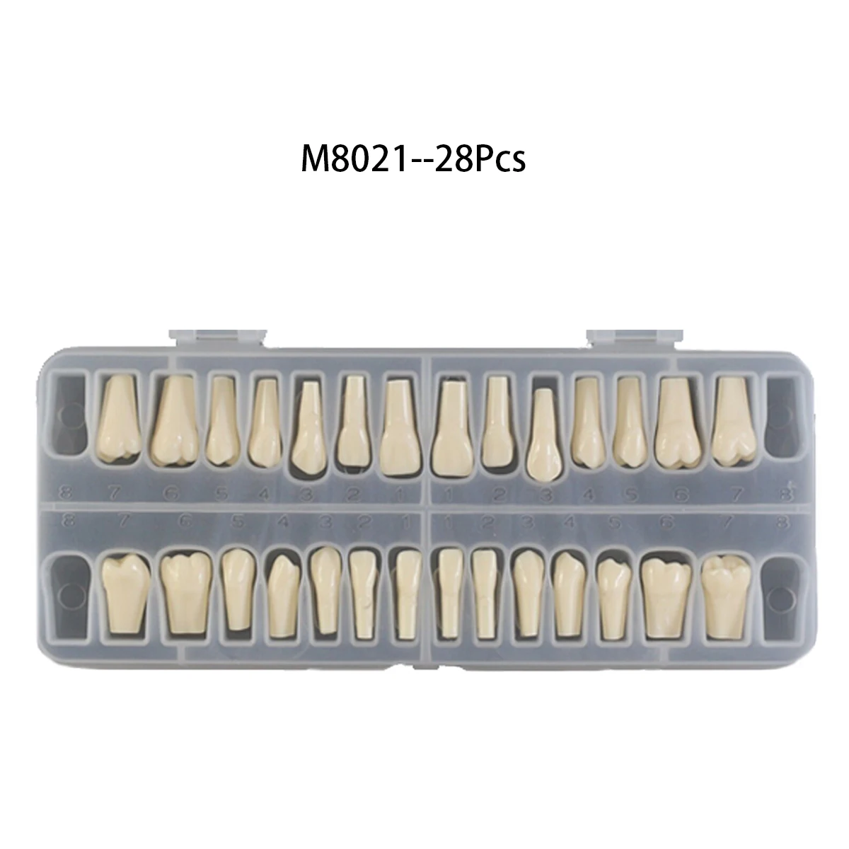 Teeth Dental Model 1: 1 Permanent Teeth Demonstration Fit Kilgore Nissin 200 500 Type Model Typodont With 28 32 Pcs Teeth