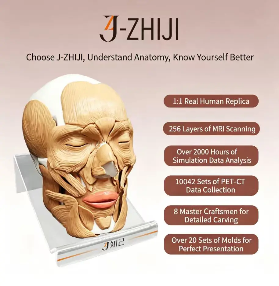 1. 1:1 Human Head Facial Muscle Anatomy Model, 41 Magnetic Removable Parts, High Precision MRI Scanned Facial Structure Model Fo