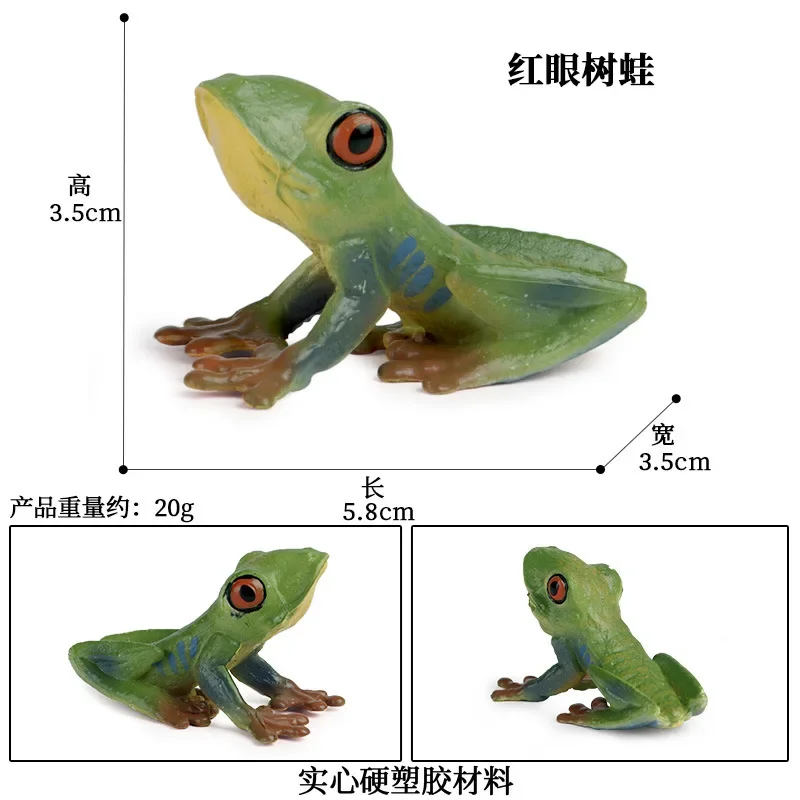 Life Cycle Stages Action Figures Simulation Amphibian Animals Model Frog Tadpole Bullfrog Toad Collection Educational Toys Gifts