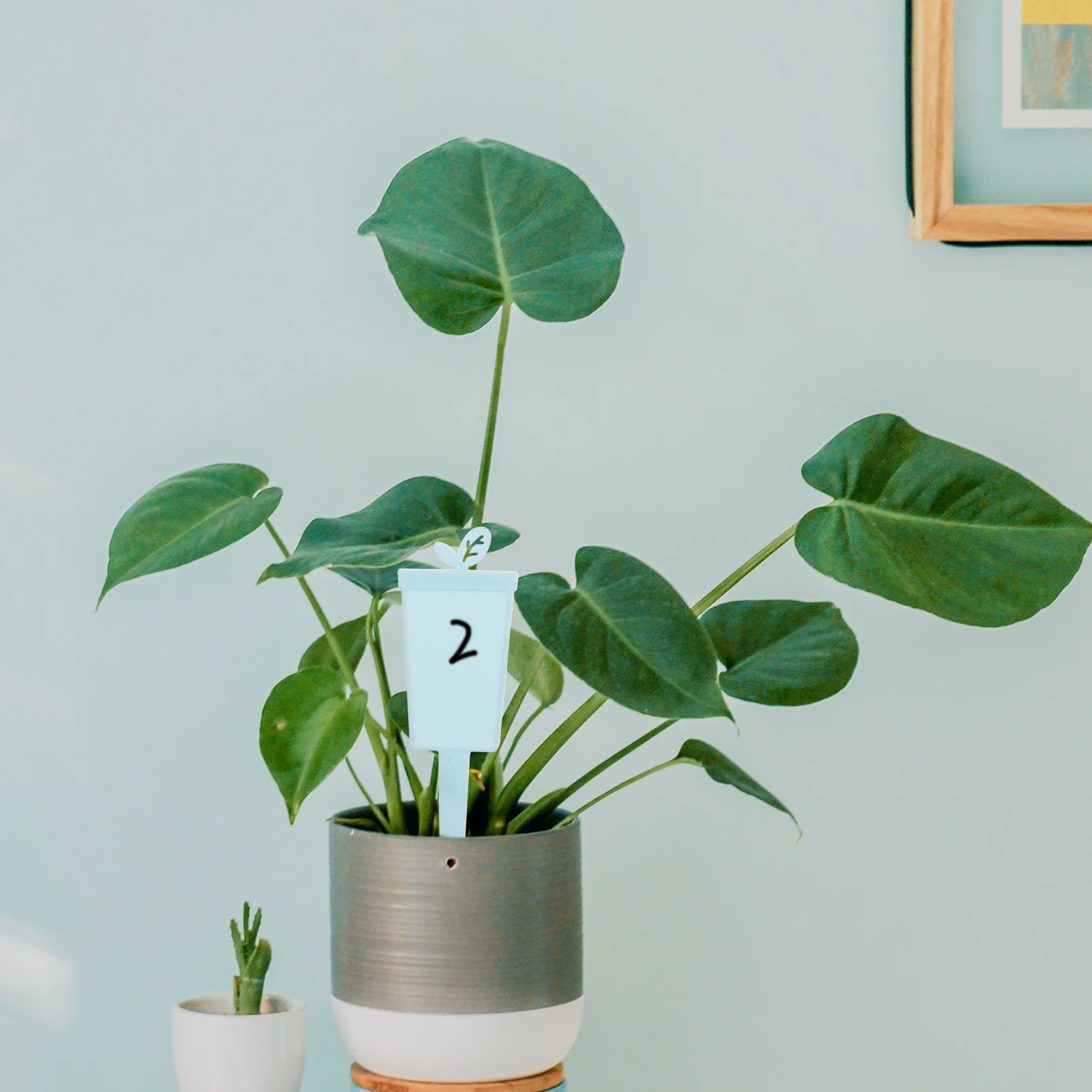 

60 Pcs Gardening Labels Large Flower Decor Plant Markers Tags Hanging Sign Plants