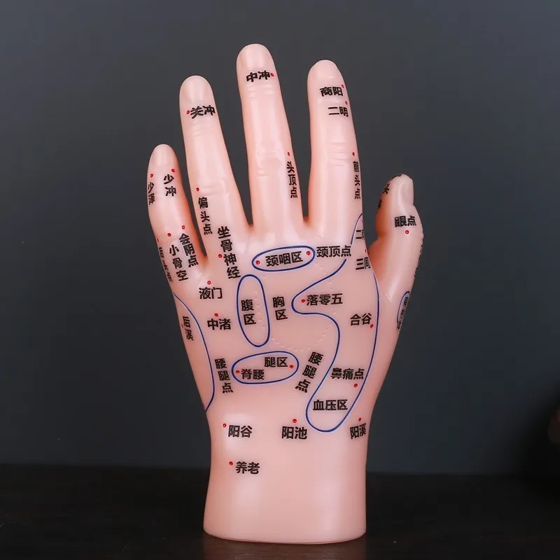 13cm Foot Acupuncture Model Set Hand Acupoint Model Reflection Area Massage Hand Model Clear Font Teaching