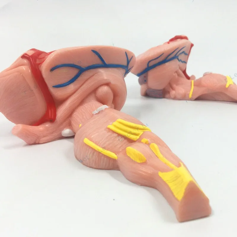 Brainstem Neuromedicine Zoom Model Teaching Central Nervous System Demonstration Aids