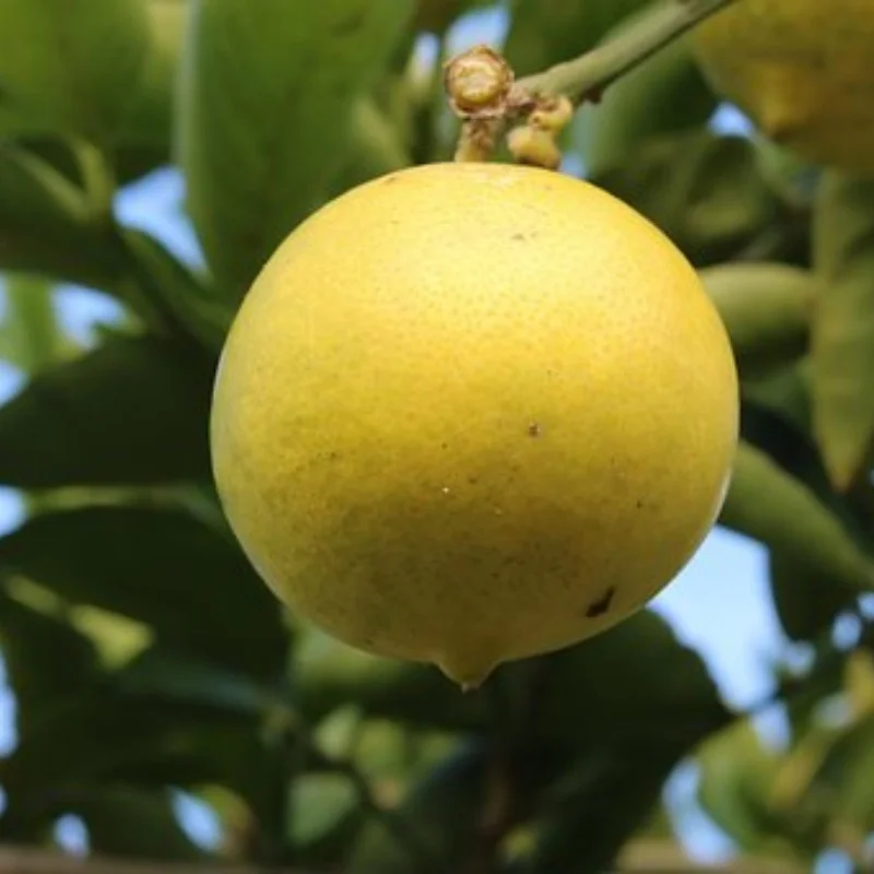 

Высокое качество 13T-27T материал, закаленное M0,5, отверстие 3,175 мм, вал, металлическая шестерня, мотор-шестерня для радиоуправляемой багги, трюков-монстр-трак