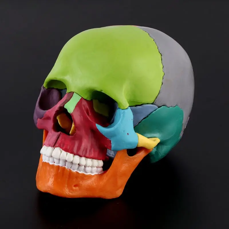 

1 Set 4D Disassembled Color Skull Anatomical Model Detachable Medical Teaching Supplies