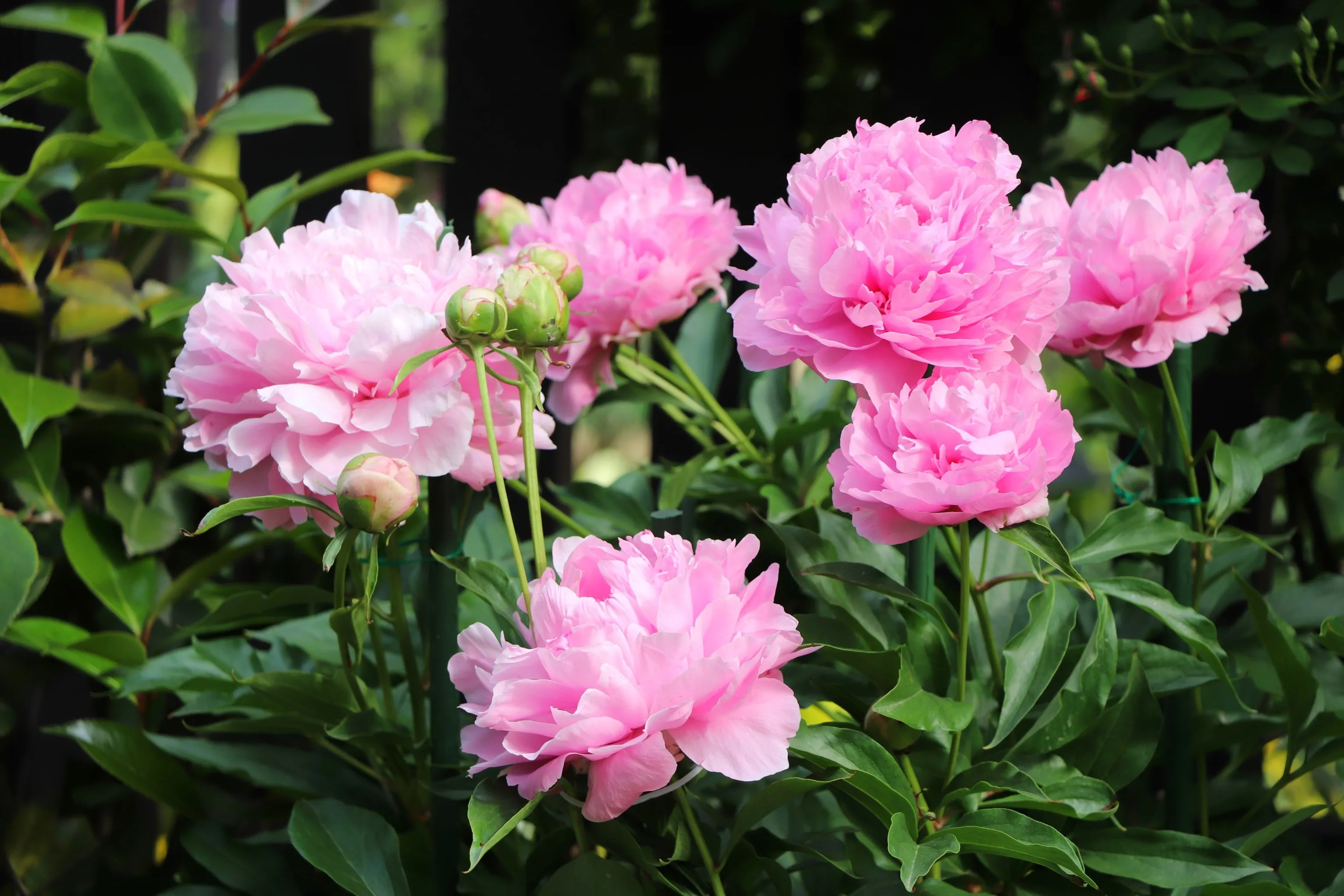 

NAPPA Leather Car Seat Rest Cushion Headrest Car Neck Pillow For Mercedes Benz Maybach S-Class Pillows Automobile Accessories