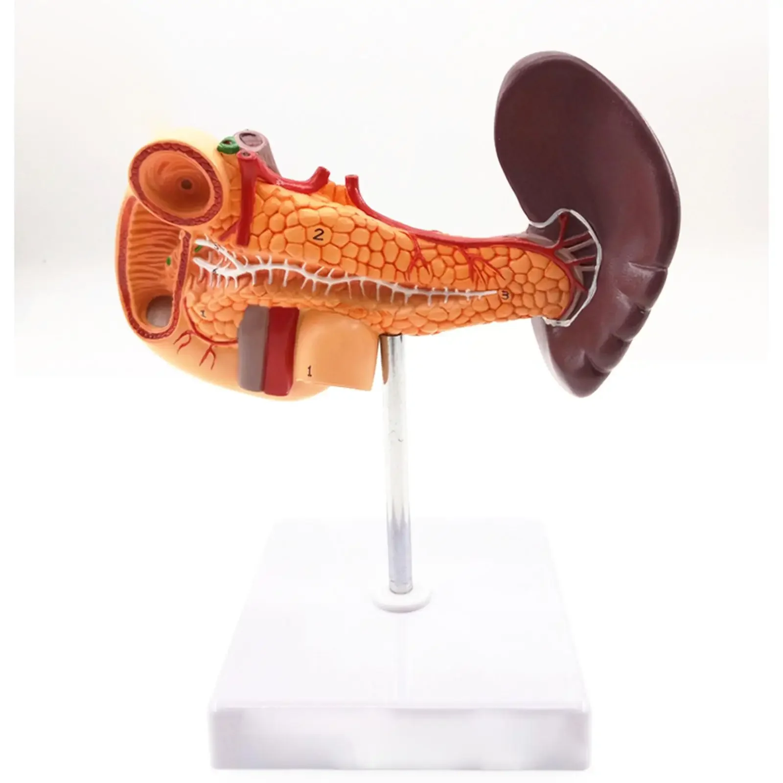 

Pancreas Spleen Gallbladder Liver Duodenum Human Body Anatomy Medical Model Life Size 1:1