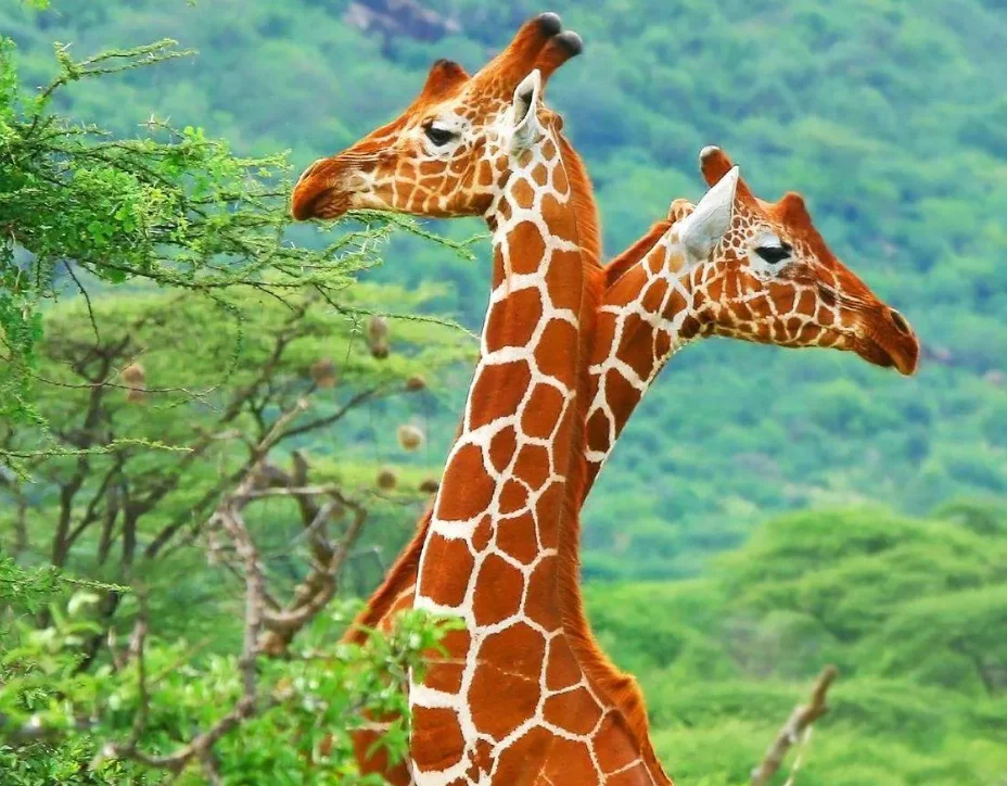 

9207E 1:10 4WD High-Speed RC Off-Road Car - Toy for Adults & Boys