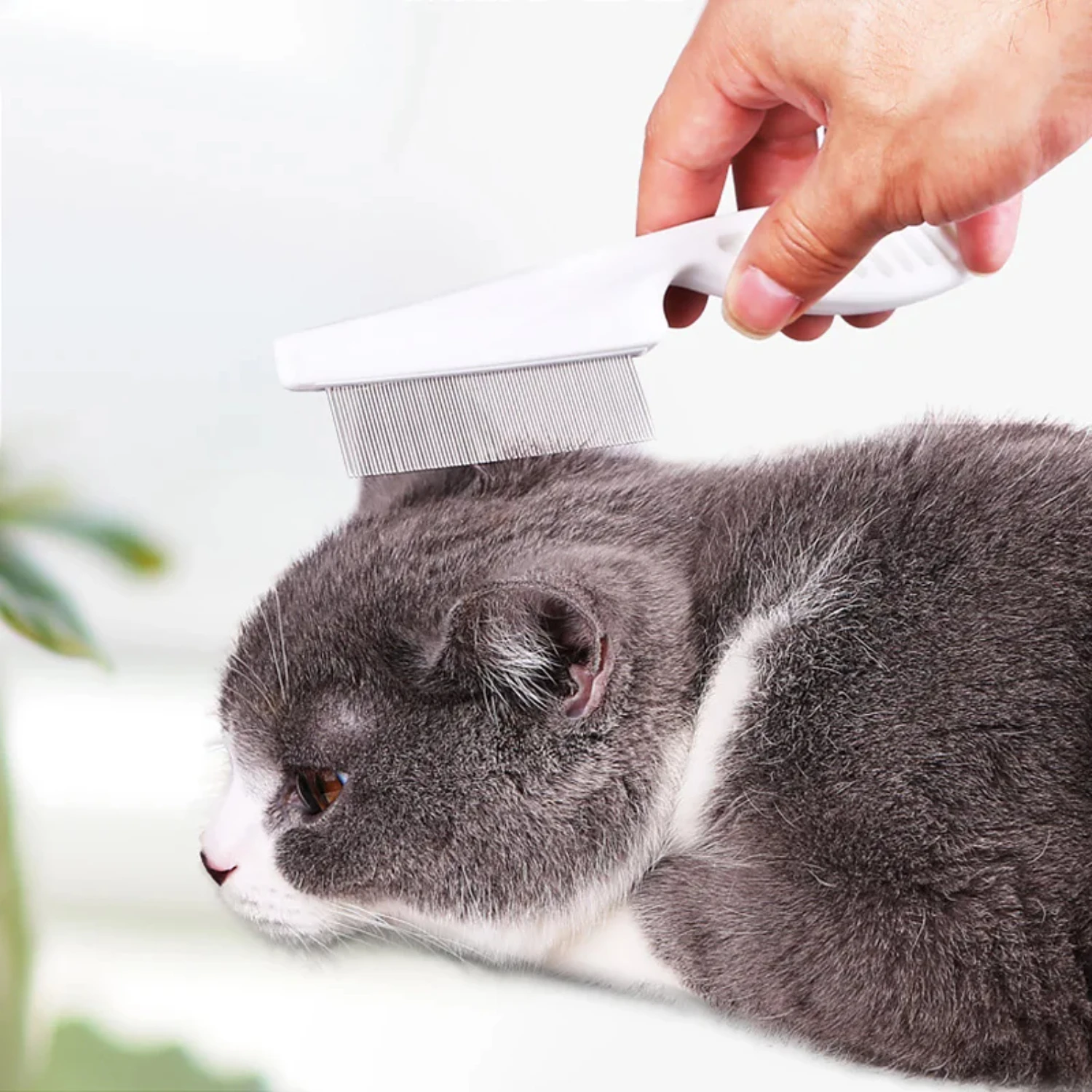 Nieuwe Luxueuze En Vrolijke Verzorgingsdiensten Voor Huisdieren Voor Uw Geliefde Huisdieren: Gegarandeerd Onberispelijk Uiterlijk En Tevreden Gedrag Door S