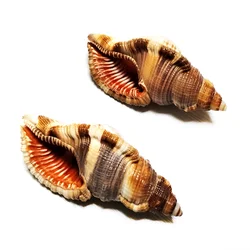 2 PC Common Hairy Triton Shells Natural Orange Cymatium Pileare Seashell 8-10CM Home Wedding Furnishing Pieces Gifts Fish Tank