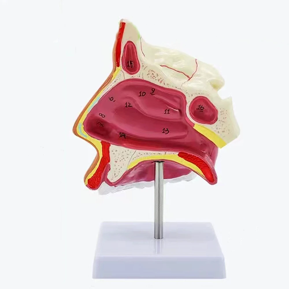 

Human Nasal Cavity Model, Anatomical Nose Model