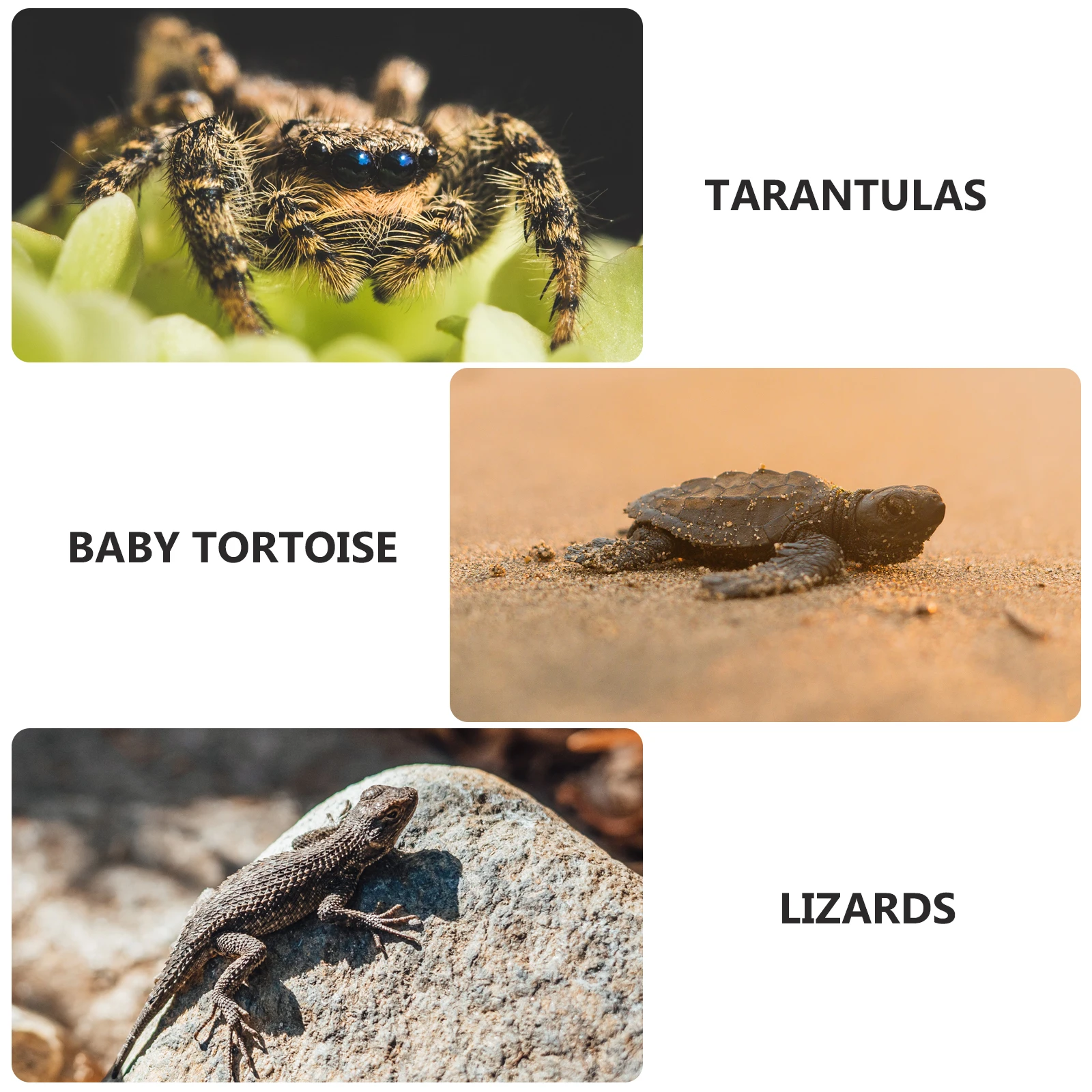 

Clear Plastic Reptile Breeding Box Medium Size Insect Housing Container for Geckos Tarantulas Hermit Crabs Frogs Lizards Pet