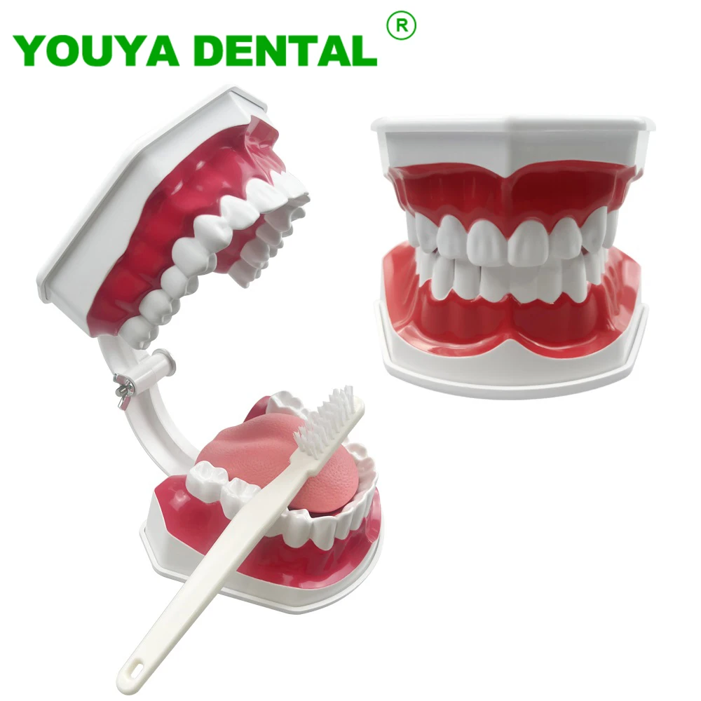 

Dental Education Model With Tongue Brushing Teeth Teaching Study Demonstration Tool Model Standard Dentist student Model Product