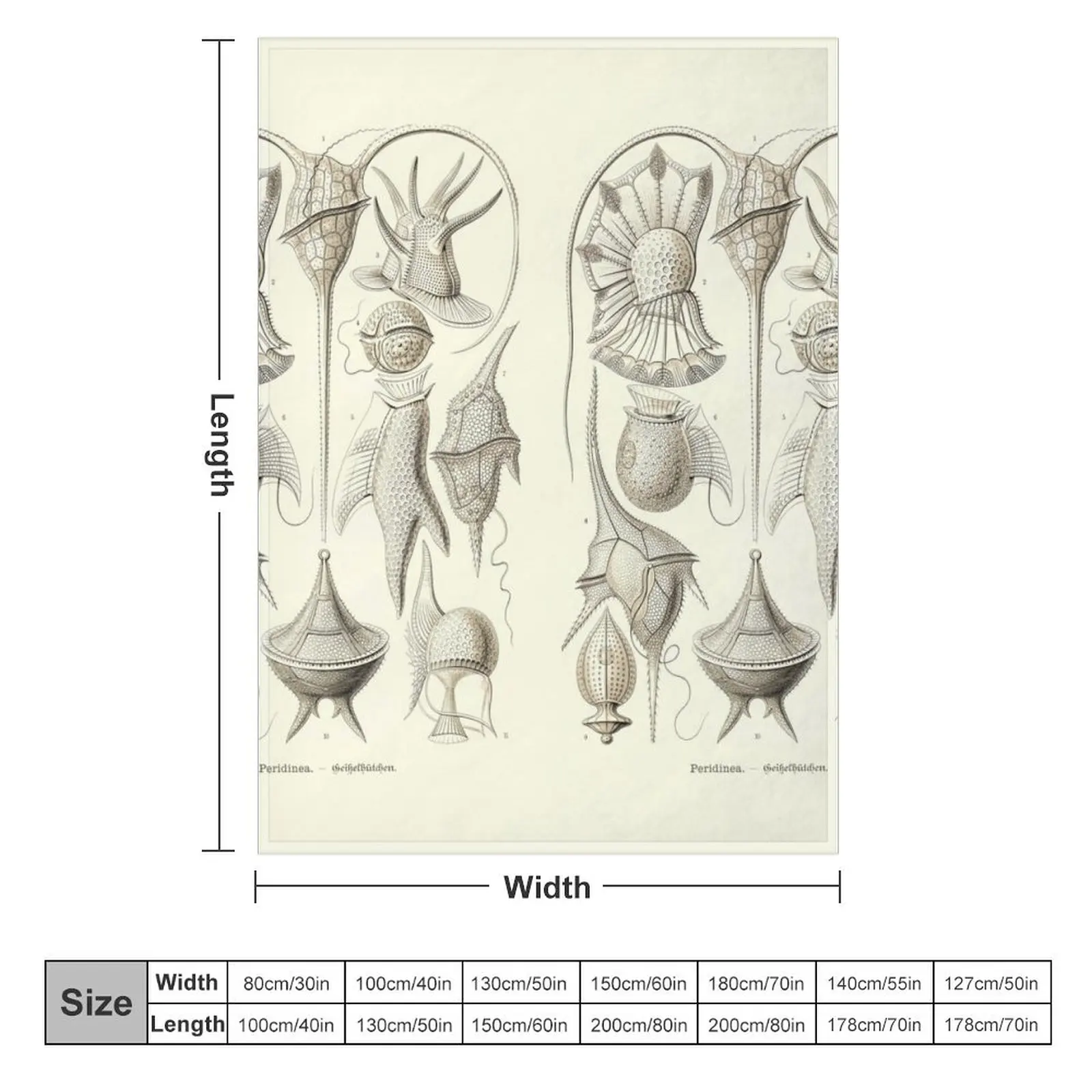 Plate 14. Peridinae, a grouping of plankton. Throw Blanket Quilt Luxury Brand Heavy Blankets