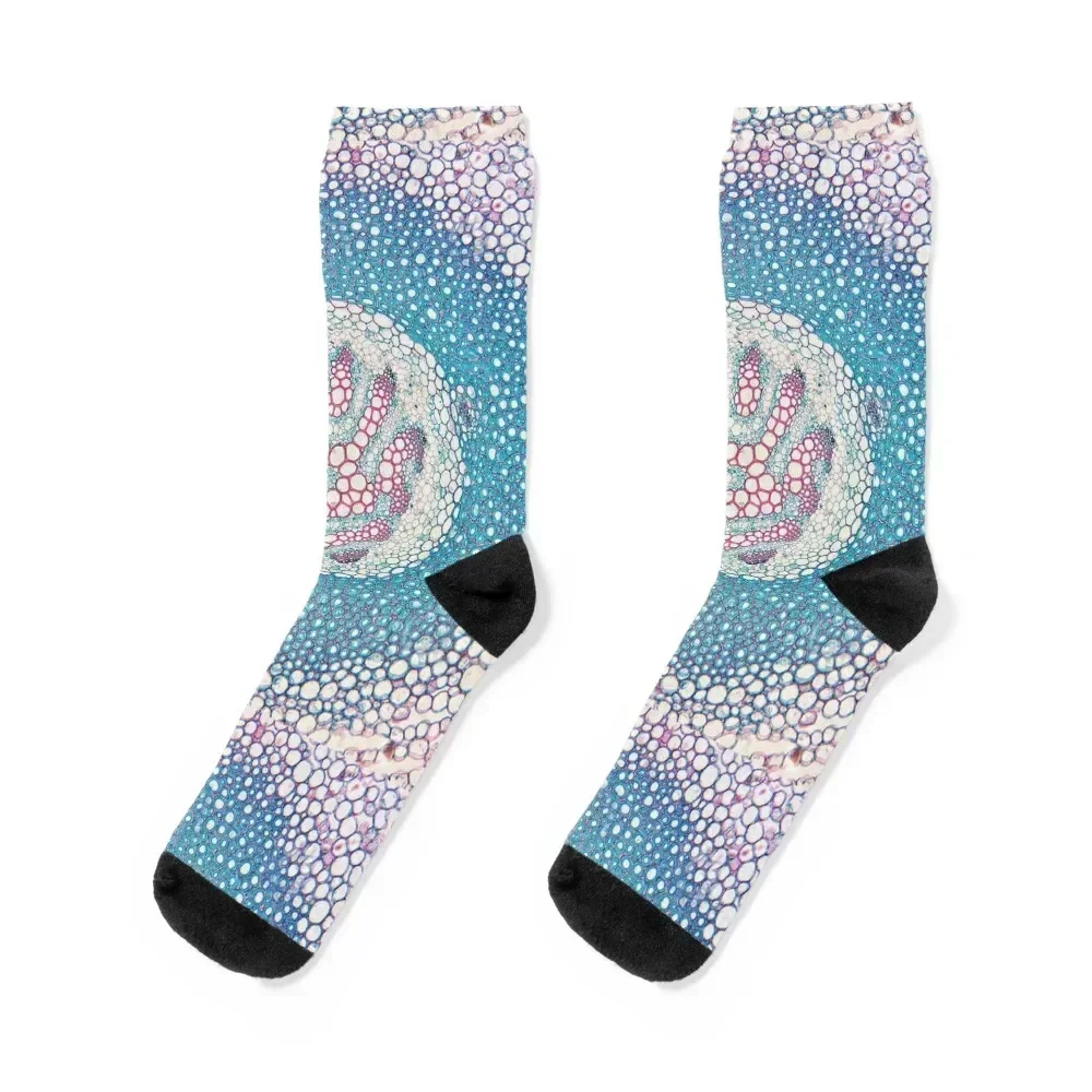 fern stem, vein cells; plant anatomy, microscopy Socks new year compression football Socks For Girls Men's