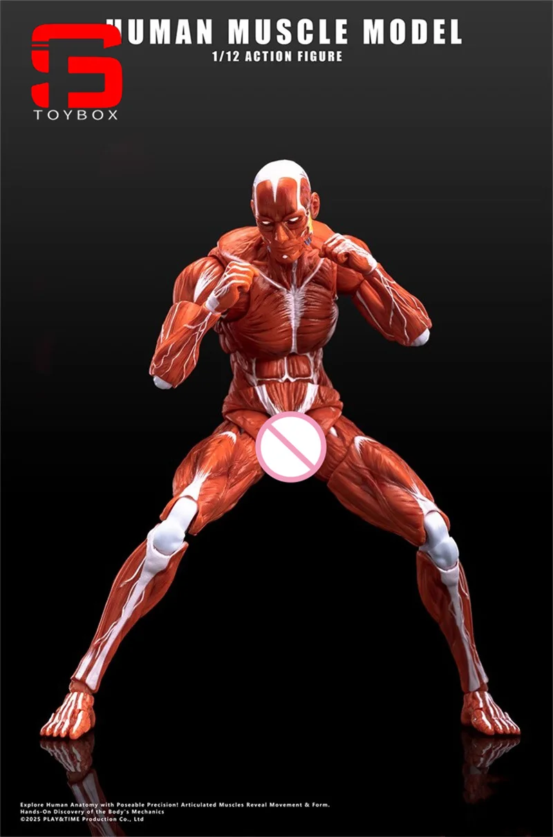 【2025 Q4】인간 근육 모델 1/12 스케일 남성 근육 관절 바디 6" 취미 컬렉션을 위한 슈퍼 유연한 관절형 바디 인형