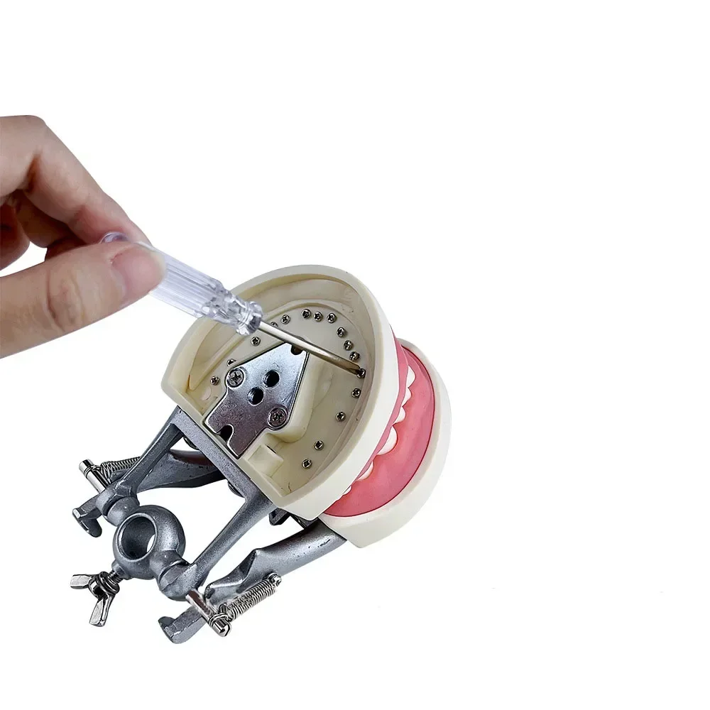 نموذج أسنان الأسنان نموذج تعليمي دينتا نموذج قياسي مع 28/32 برغي في الأسنان قابل للفصل سعر خاص/نماذج تعليمية #4