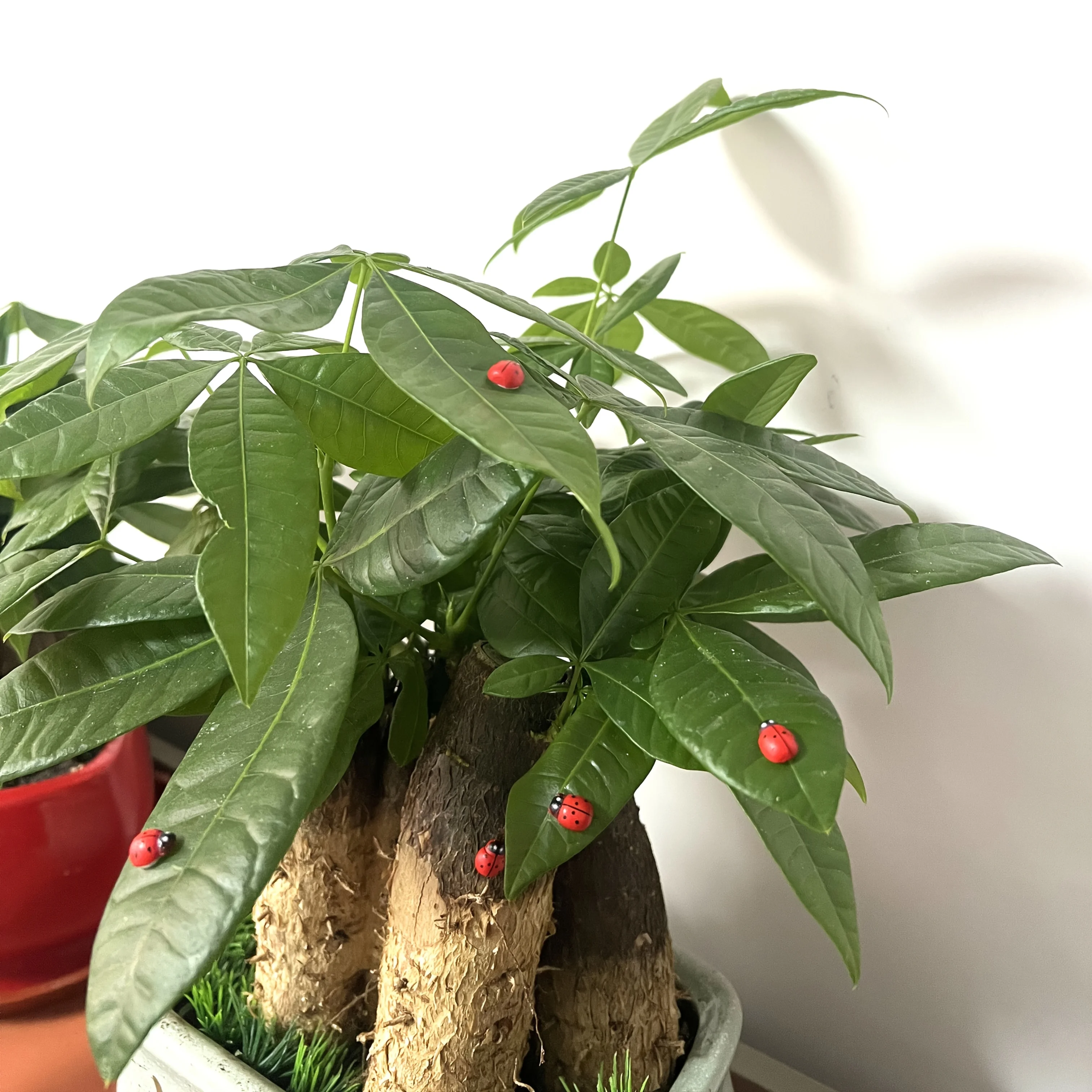 100 قطعة من الخنفساء الخشبية الصغيرة باللون الأحمر والمختلط |   مثالية للحرف اليدوية، وديكور الحديقة والغرفة، وهدية عيد ميلاد مثالية للأشخاص