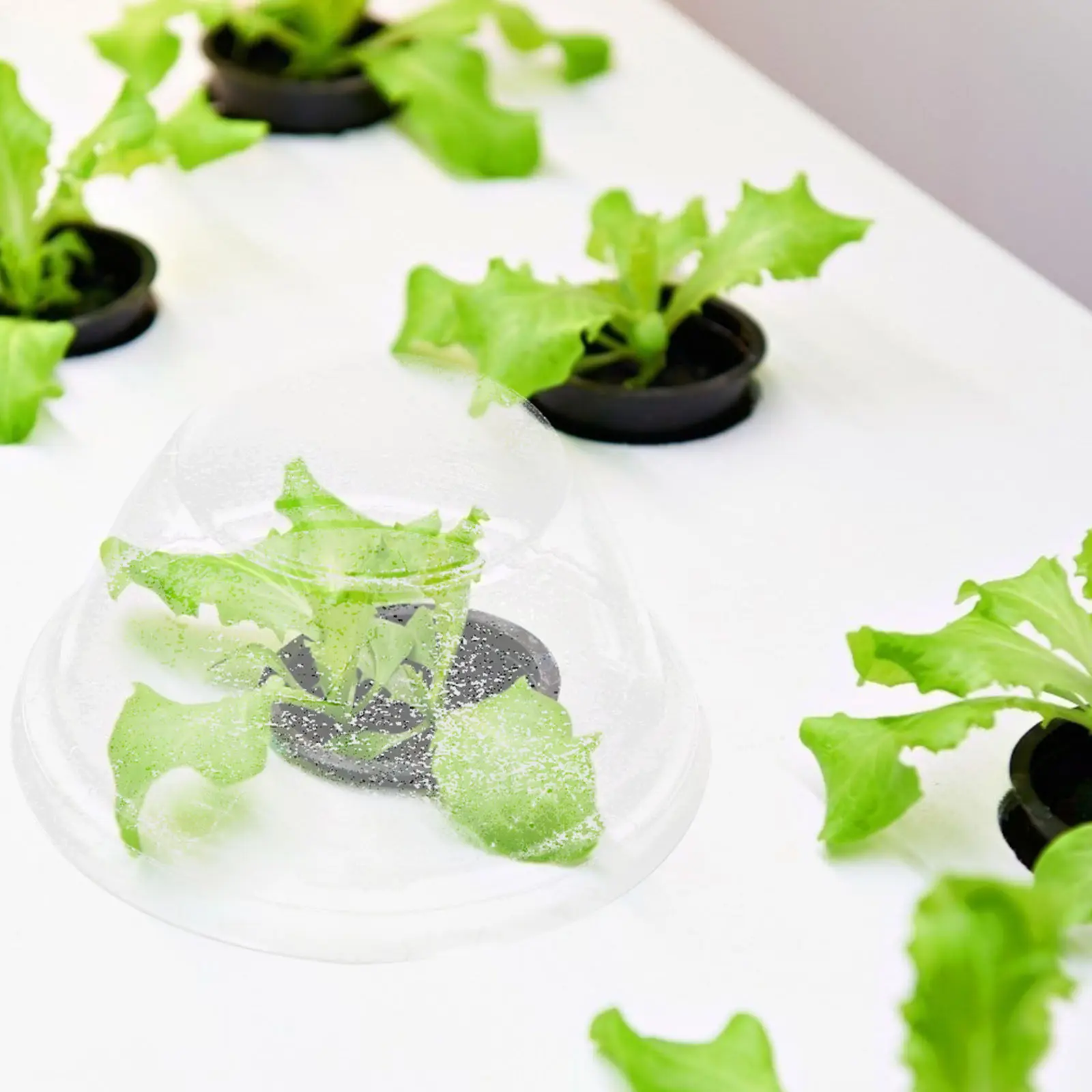50Pcs Transparent Plastic Plant Covers Heat Insulation Covers Frost Resistant Hydroponic Plants Nursing Lids Plating Lids