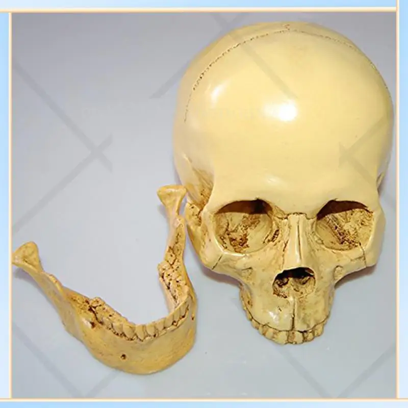 

-SPOR 6X Model 1: 1 Resin Human Skull Anatomical Teaching Decoration Yellow