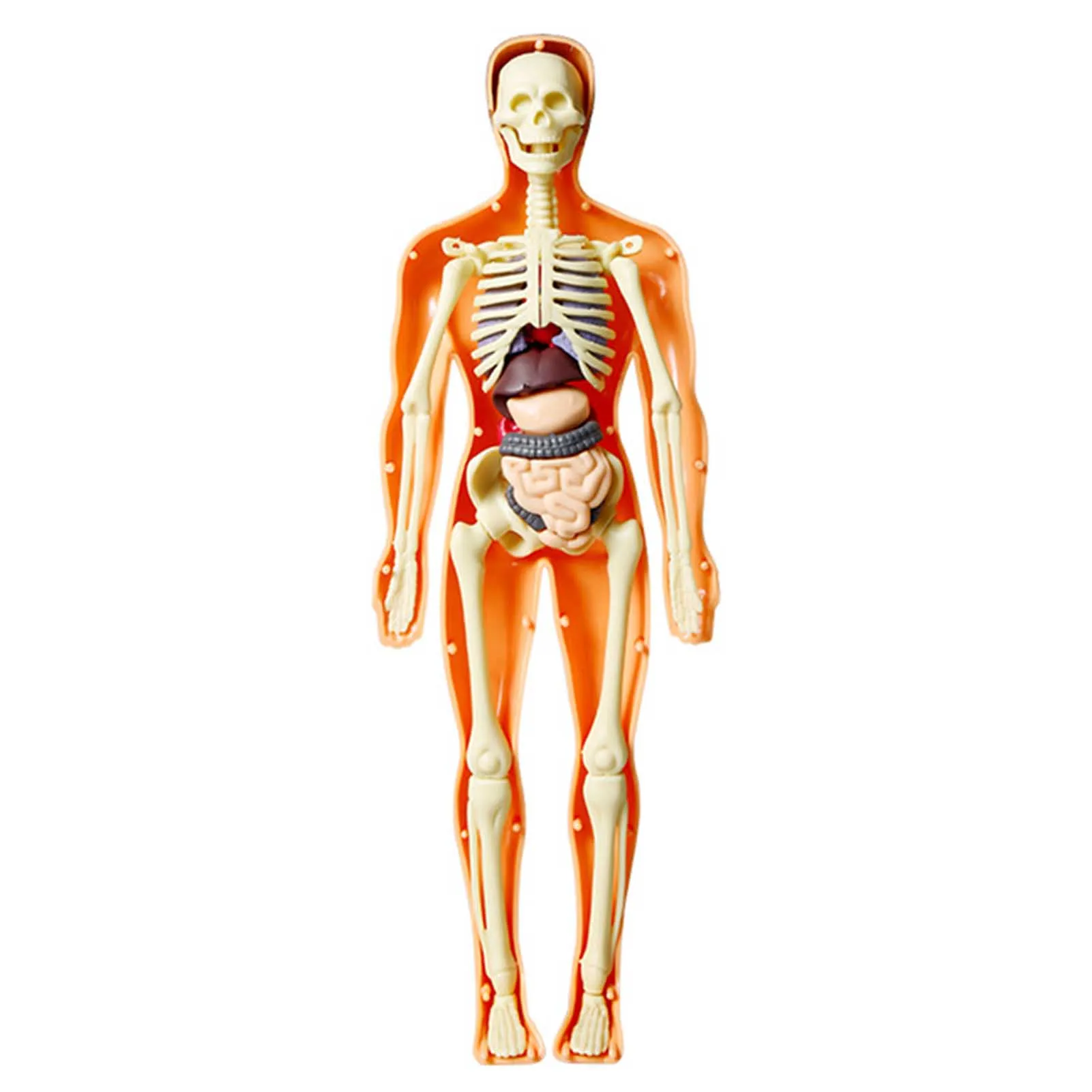 

3D Human Body Organ Skeleton Model Toys Removable Human Body Display Assembly Toy for Kids Scientific Cognitive Toys