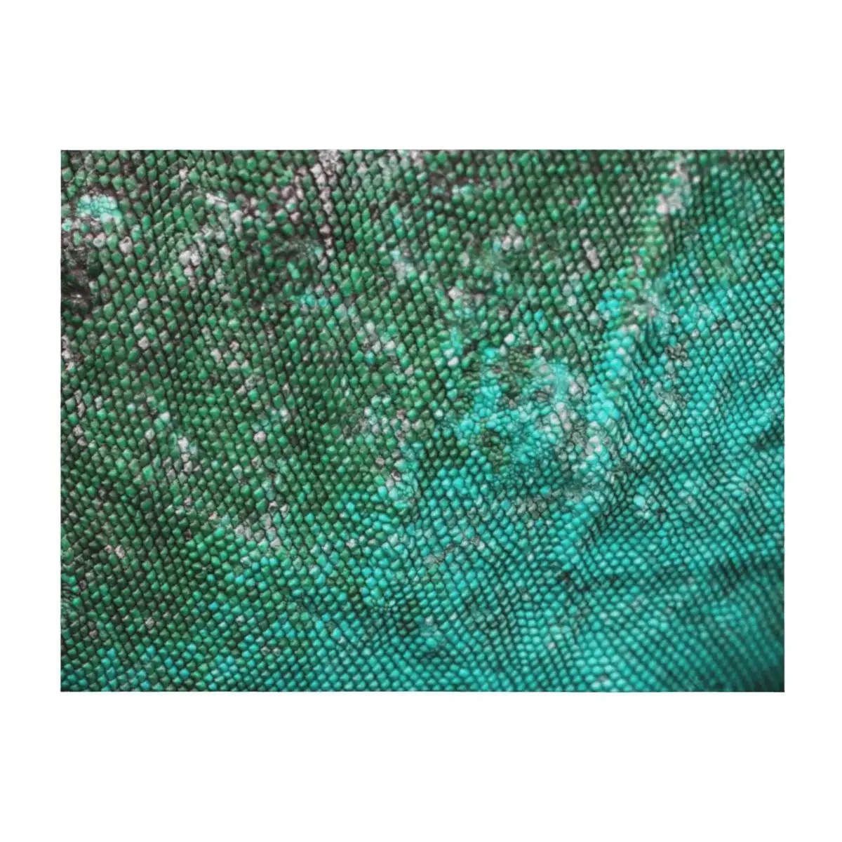 Saurus Ii C2 Throw … - image