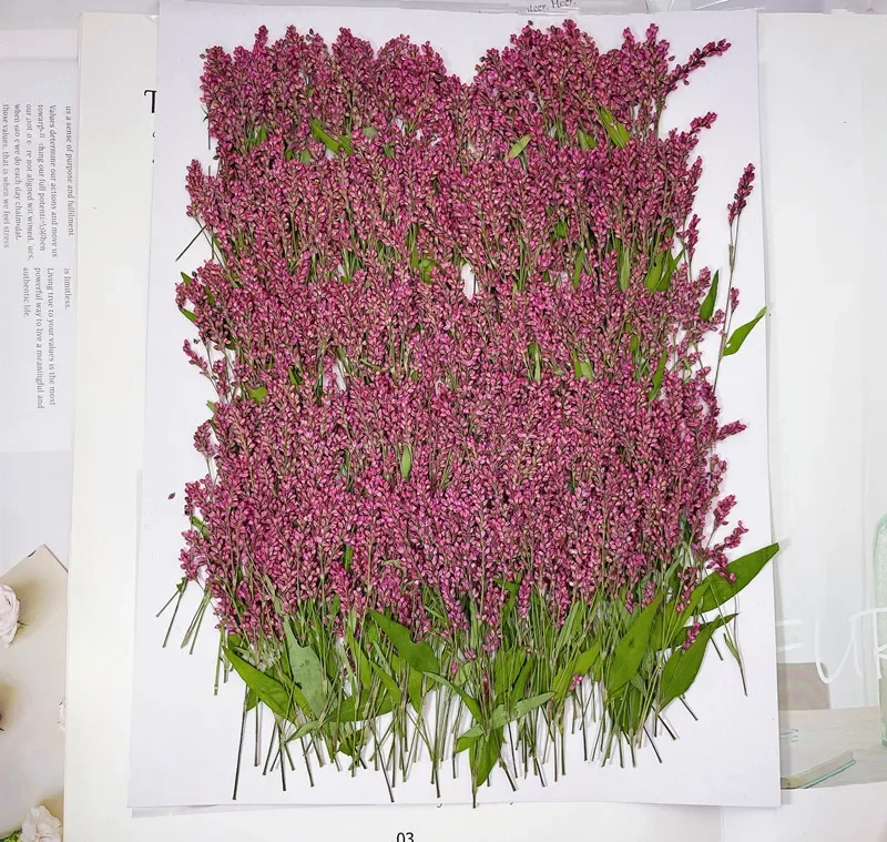 Natuur geperste bloem paars roze gras, eeuwige bloem DIY trouwkaarten ambachtelijke fotolijst bladwijzer cadeaukaart, 12 stks/partij