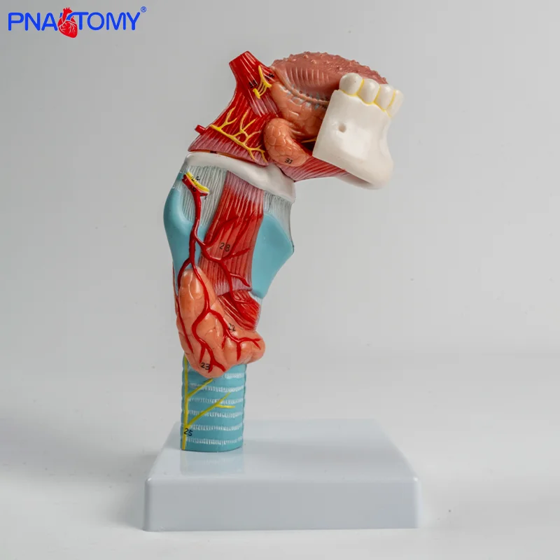 

Anatomical Model of Human Larynx Teeth Throat Head Thyroid Cartilage Thyroid and Tongue