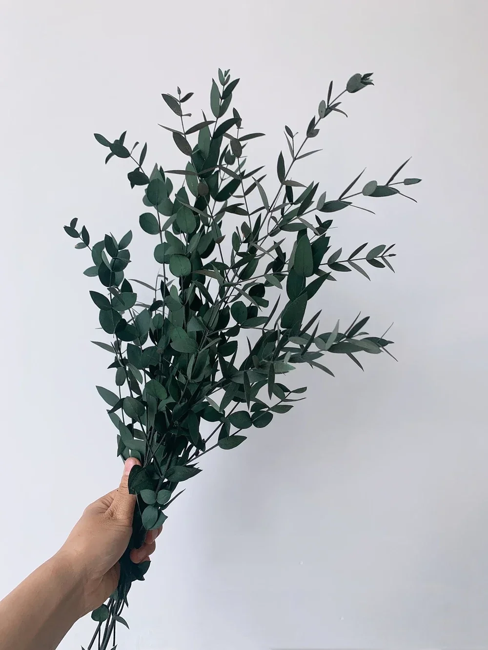 Branches d'eucalyptus séchées réelles 45-50cm, Bouquet de fleurs fraîches conservées, feuilles de pl