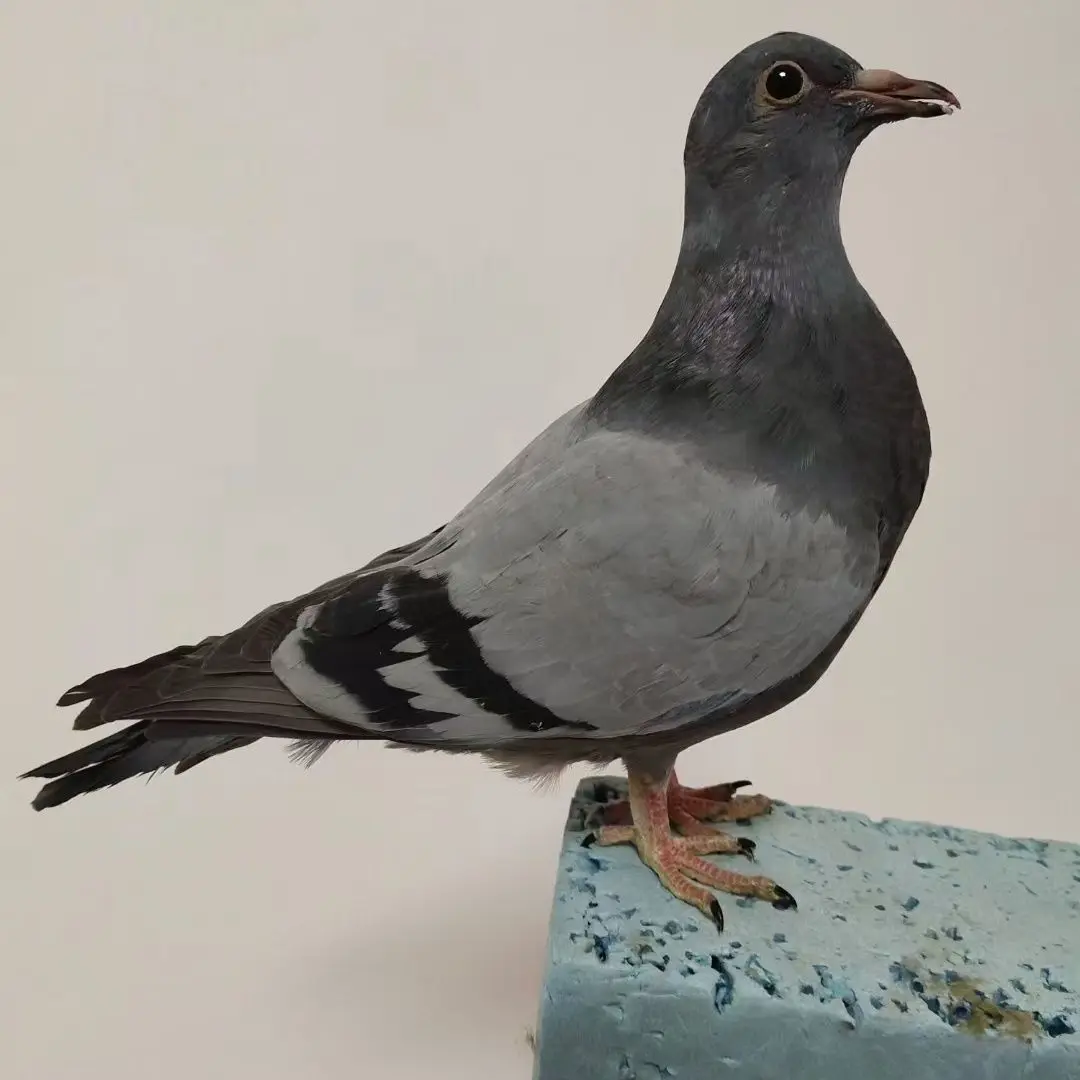 especimen-realista-de-montaje-de-taxidermia-de-paloma-para-decoracion-del-hogar-estilo-de-paisaje-interior-jardin-accesorio-de-fotografia-profesional