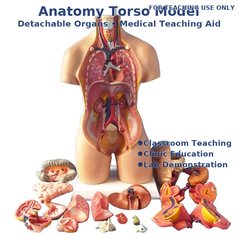 55cm Human Torso Anatomy Model, 19-Part Detachable Unisex Body with Removable Organs, Heart Lung Liver Medical Teaching Aid