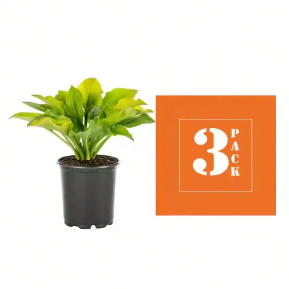 2 كيو تي. مصنع أوغست مون هوستا الأبدي؛ صيانة منخفضة؛ تنقية الهواء؛ ينزدهر في المناطق المظلة، الأفضل نمو في الحاويات