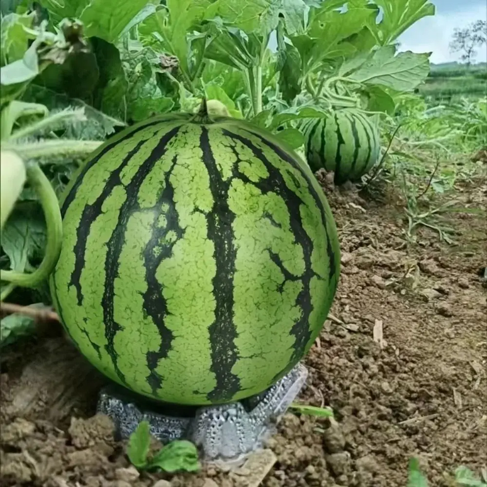 20/50Pcs Plastic Watermelon Holder Thickened Transparent Fruit Support Tray Anti-Rotten Design Round Groove Shape