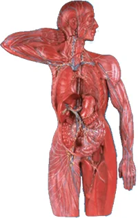 Lymphatic System Model Advanced Human Anatomy Medical Training Simulator