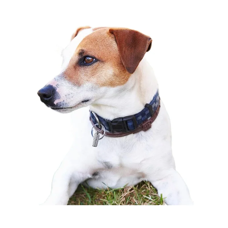Hund Katze Namensschilder Haustier Halsband ID Tag Schlüsselanhänger Anti-verlorene Namensschild Anhänger Wasserdichte Kapsel/Schlüsselanhänger Halskette Welpen Zubehör – Detail 3