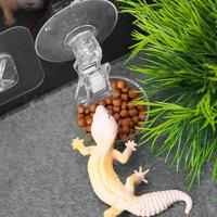 Chameleon Food Bowl Reptile Feeder With Suction Cup Habitat Decoration Pet Water Container Tray For Lizards Spider Tree Frogs