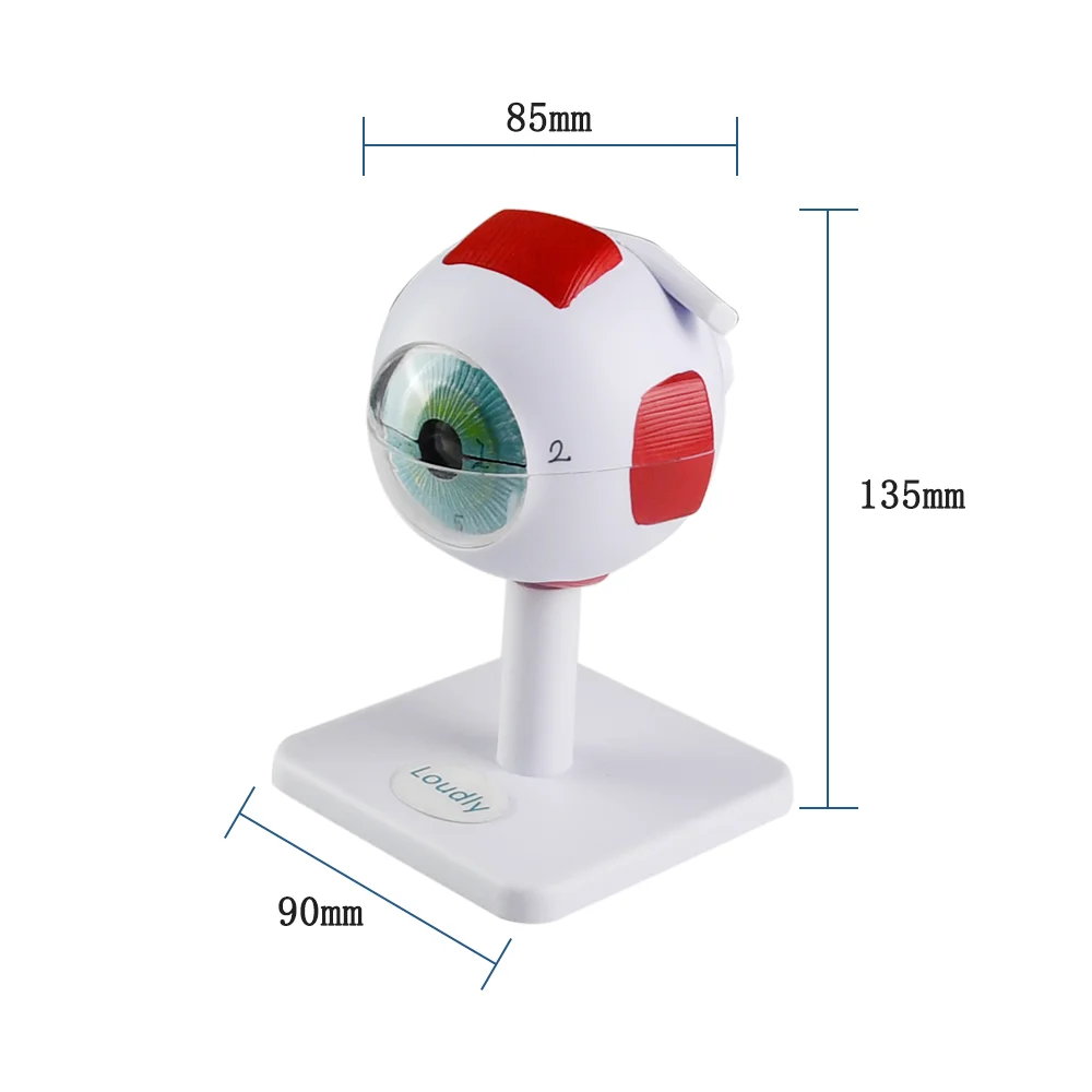 3 Times Human Eyeball Model Giant Eye Model Human Eye Anatomy for Science Teaching Medical Model EM-3