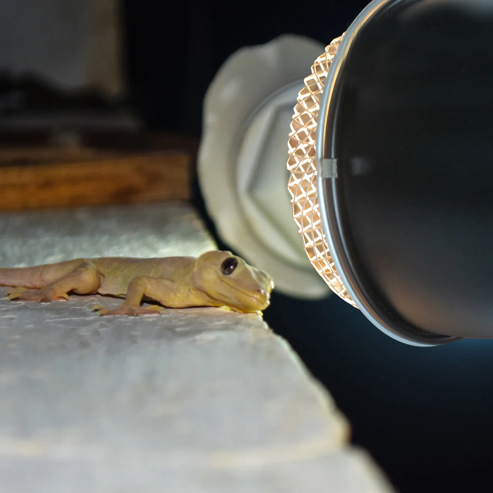 

Stainless Steel Reptile Lamp Shade Heat Light Protective Cover for Terrarium Anti-Scalding Safety Design Easy Install Not