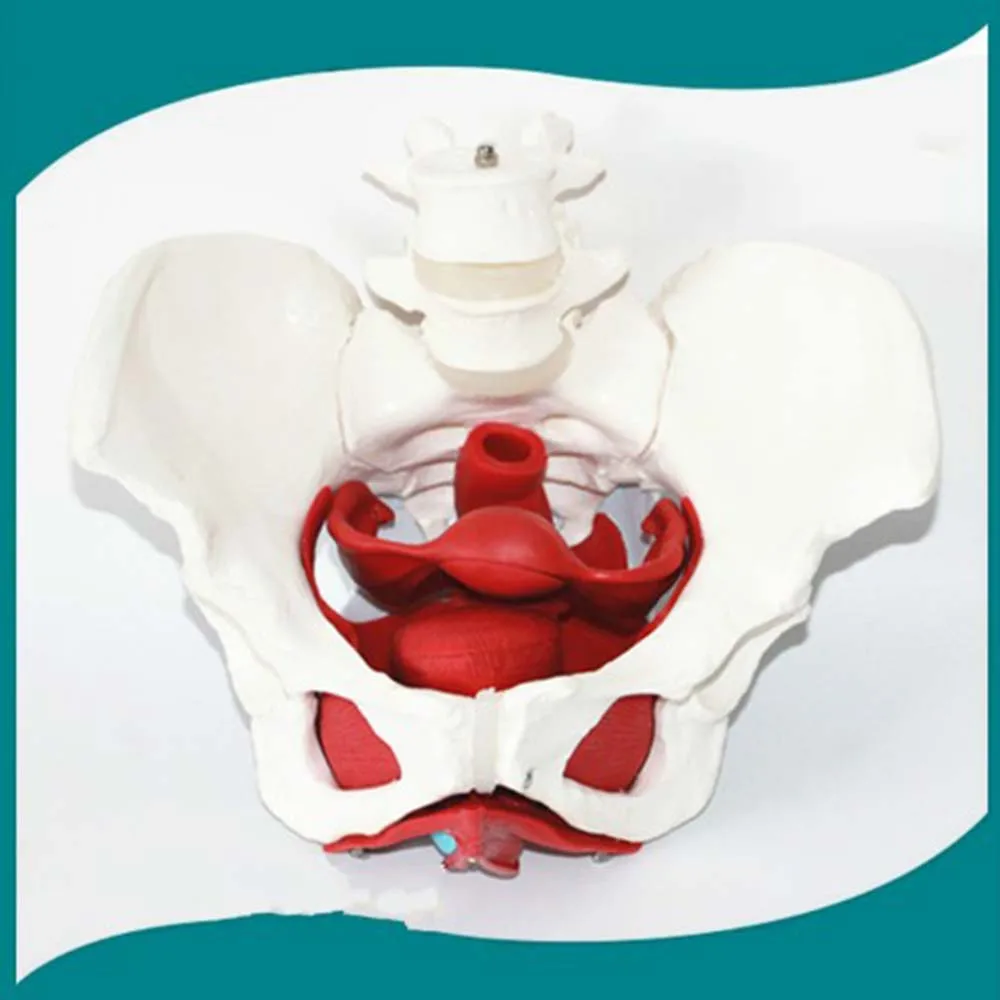 

Female Pelvic Reproductive Organs Structure Model Female Genital Model Pelvis Bladder with Two Lumbar Pelvic Floor Muscle Model