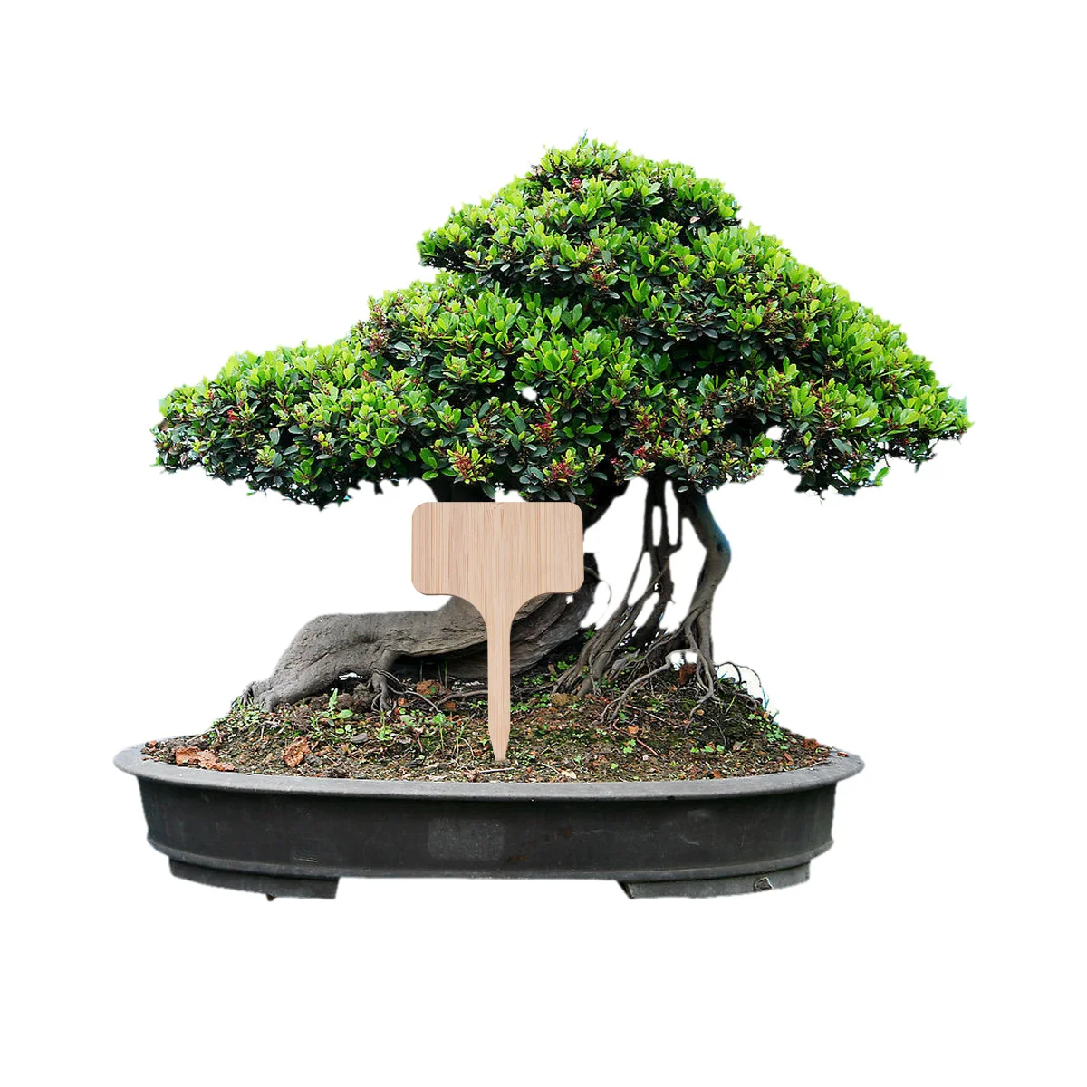 

20Pcs Bamboo Plant Labels Durable Pointed Design Garden Nursery Tags Flower Markers Plant Marking Poles for Herbs Seedlings