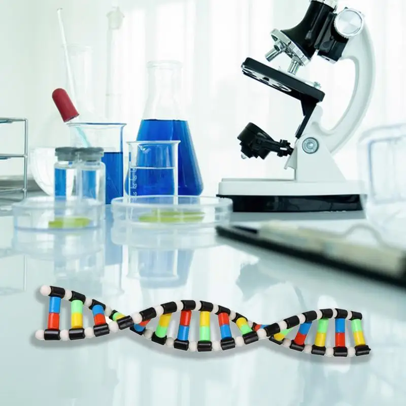 Biology Classroom Decor Double Helix Structure Kids DNA Models Educational DNA Games Biology Classroom Decor Interactive