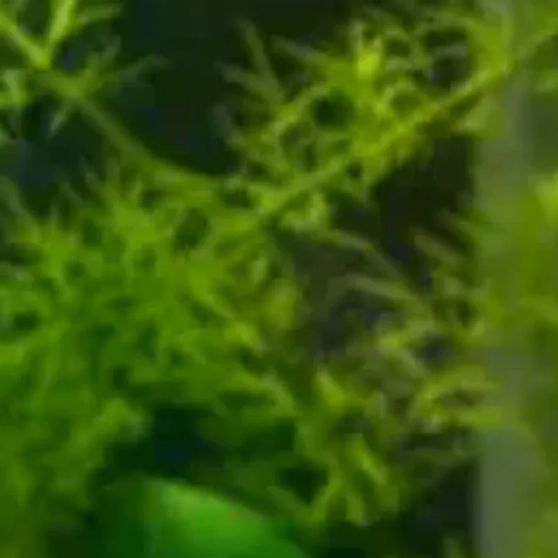 Water Change Dispenser Fish Tank Hang-On Buffer Filter Box Aquarium Water Flow Diffuser Protect Aquascape From Impact