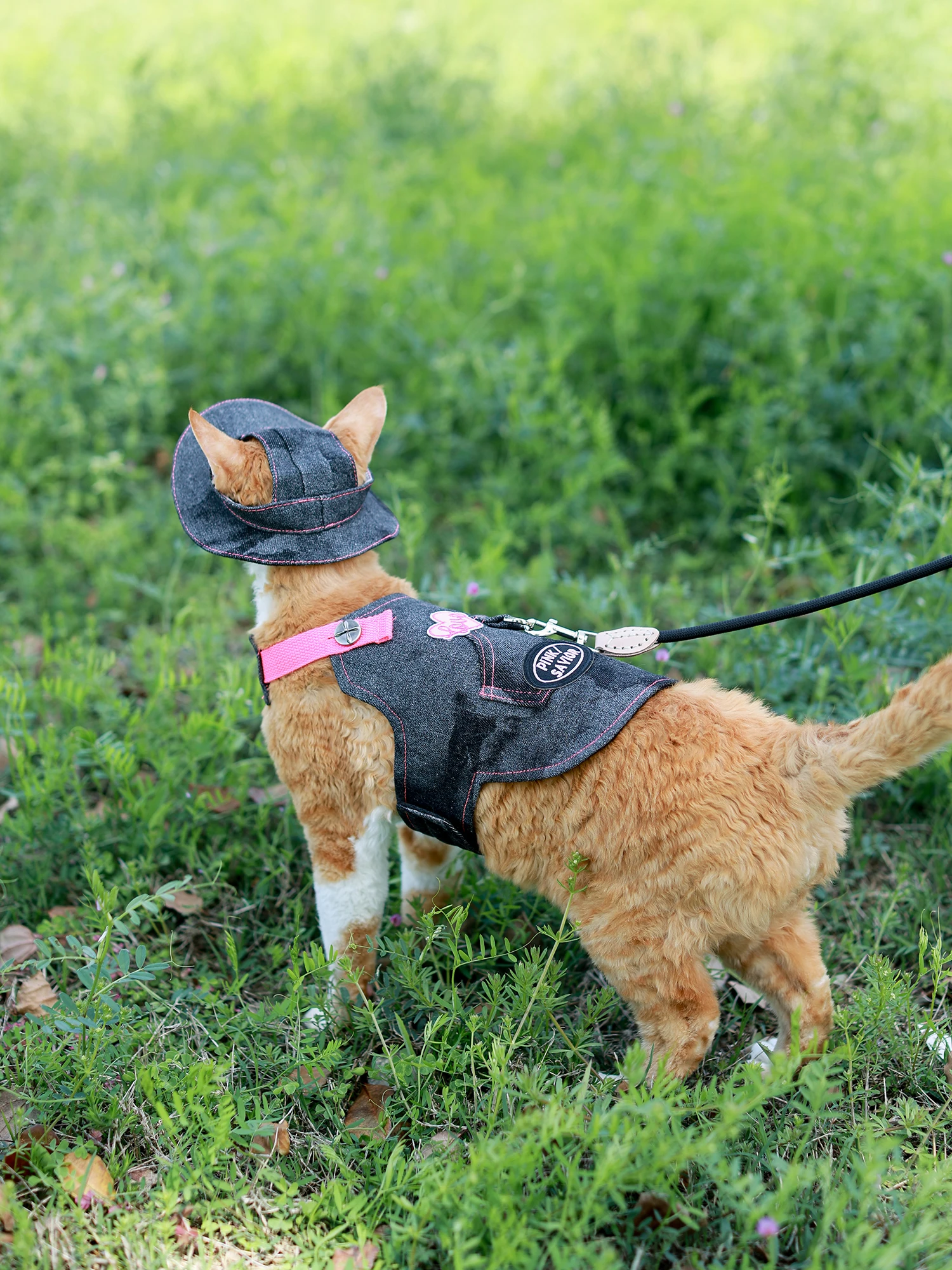 Cute Sphynx Cat Spice Girls Black Harness With Leash Set Outdoor Walking Pet Harnesses Gotas mascotas Accessories katten kleding