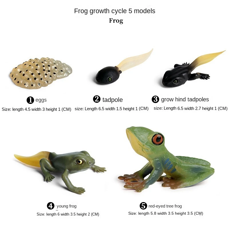 Life Cycle Of Frog Snail Earthworm Dragonfly, Egg Tadpole To Frog Safariology Amphibian Figurinestoy Kit, School Project