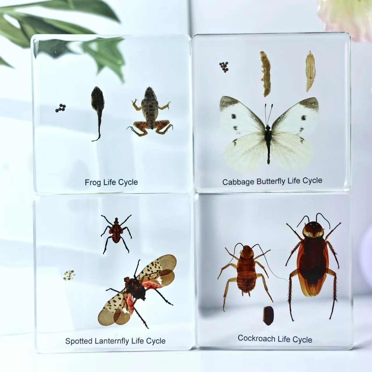 5pcs Cuboid Resin Insect Butterfly Specimen Decoration Crafts Teaching Model Desk Decoration Home Decoration Accessories