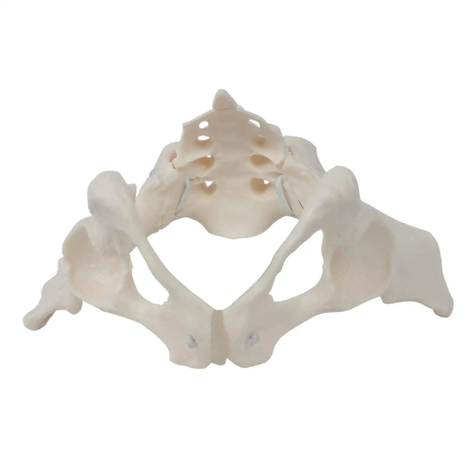 Female Pelvis Model Skeleton Medical Model Science Hip Model Life Size Female Pelvic Skeleton Model, for Patent Communication